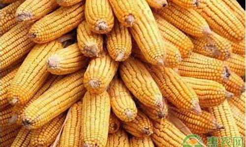 玉米价格行情期货价格(玉米价格行情走势图)_https://www.023hushi.com_新股分析_第1张