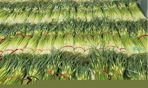 蒜苔期货行情分析(蒜苔今日价格走势图)_https://www.023hushi.com_科创板_第1张