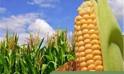 美国期货玉米的实时行情图(美国玉米期货实时行情最新)_https://www.023hushi.com_新股申购_第1张