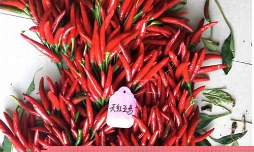 辣椒土豆期货行情走势最新(辣椒土豆丝的做法视频)_https://www.023hushi.com_创业板_第1张