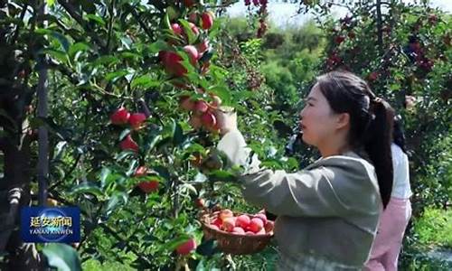 延安苹果期货直播(陕西苹果期货交割库)_https://www.023hushi.com_科创板申报企业信息_第1张