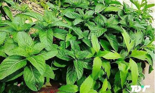 印度薄荷油期货行情(印度薄荷油期货行情分析)_https://www.023hushi.com_注册制深证A股_第1张