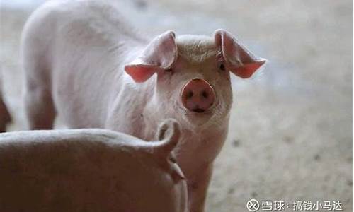 国内生猪期货(国内生猪期货走势图)_https://www.023hushi.com_新股申报信息_第1张
