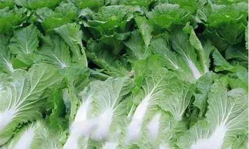 白菜期货(白菜期货市场)_https://www.023hushi.com_财经新闻_第1张