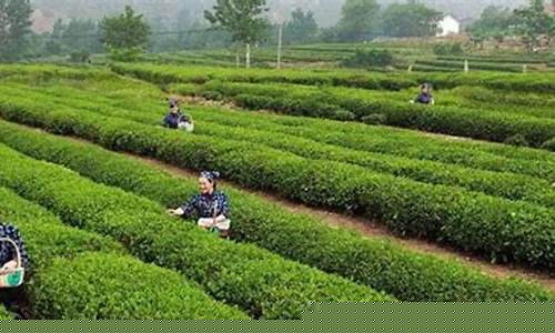 日照绿茶期货行情分析报告(2021年日照绿茶上市)_https://www.023hushi.com_新股_第1张