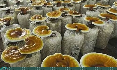 灵芝期货价格行情最新报价(灵芝行情表)_https://www.023hushi.com_科创板_第1张