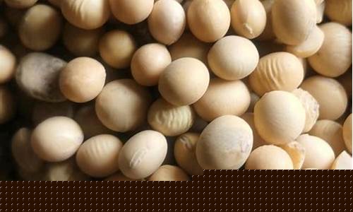 俄罗斯大豆期货最新行情(俄罗斯大豆期货最新行情)_https://www.023hushi.com_新股_第1张