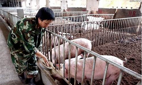 猪瘟对猪肉股票利好吗(猪瘟疫对股票影响)_https://www.023hushi.com_注册制科创板_第1张